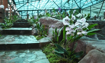 Открытие Музей Орхидей в г. Вологда