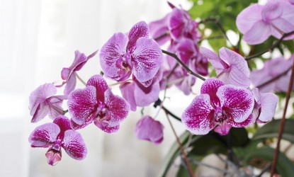 Выведен новый вид орхидей